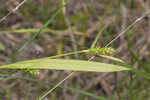 Gohlson's sedge